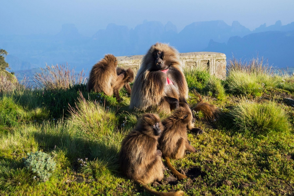 Ethiopian Wildlife